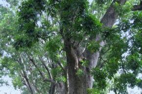 アフリカンマホガニーの木