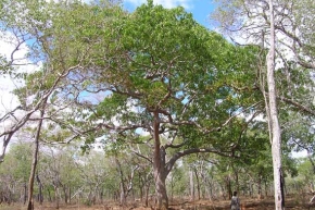 アフゼリアの木