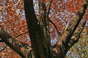 アメリカンレッドオークの木