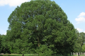 アメリカンホワイトオークの木