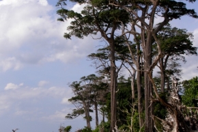 アンダマンパドウクの木