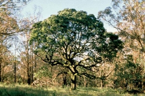 オーストラリアンブラックウッドの木