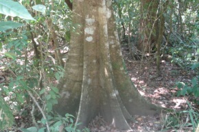 バルサの木