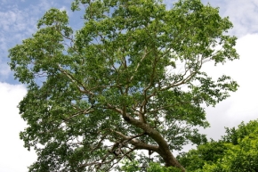 ダケカンバの木
