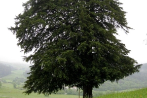ヨーロッパイチイの木
