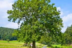 ヨーロピアンアッシュの木
