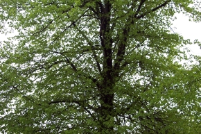 ヨーロピアンライムの木
