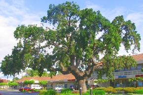ヨーロピアンオークの木