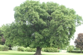 ヨーロピアンウォルナットの木