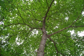 イディグボの木