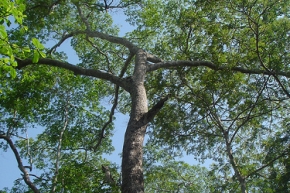 インディアンシルバーグレイウッドの木