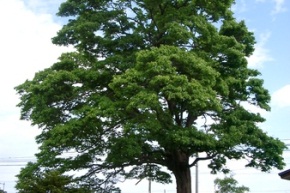イタヤカエデの木