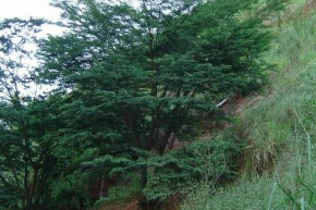 ジャカランダの木