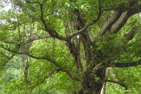 コクタンの木