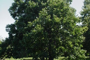 クロガキの木