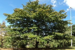 ローレルの木