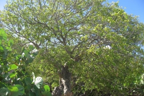 リグナムバイタの木