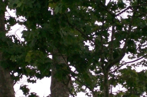 オベチェの木
