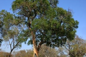 オバンコールの木