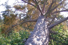 パシフィックイチイの木