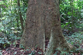 パドックの木