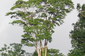 パープルハートの木