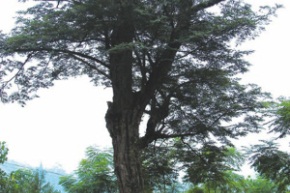 シタンの木