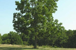 ウォールナットの木