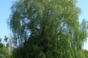 ウイローの木
